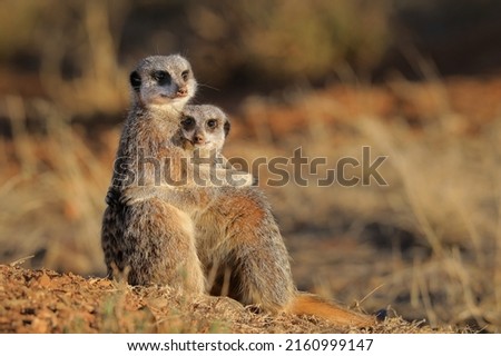 Meerkats holding each other close as if a cute couple Royalty-Free Stock Photo #2160999147
