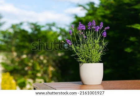 Garden plants design. A beautiful purple flower lavender in a gray pot on a wooden table photographed in the morning light, in the backyard. Floral photography. Lavandula plants family. Royalty-Free Stock Photo #2161001927