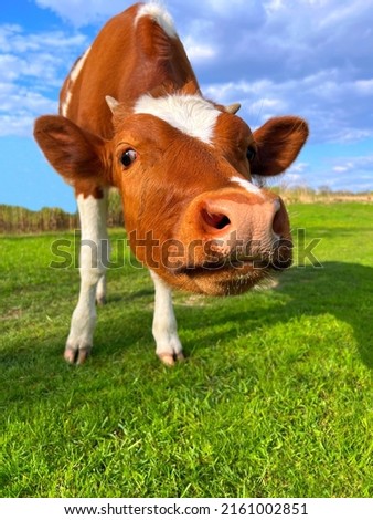 Funny cow in the green grass meadow. Cute brown calf looking at camera.