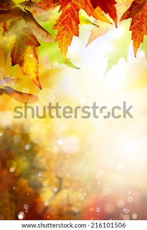 autumn background with yellow leaves of autumn  tree lit by the sun