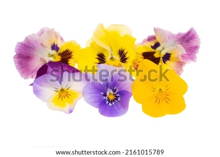 pansies isolated on white background