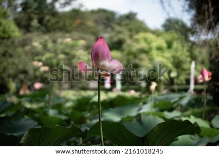 A photograph showing the beautiful Nelumbo nucifera or lotus pond in garden. Nelumbo nucifera, also known as Indian lotus, sacred lotus, or simply lotus, is one of two extant species of aquatic plant