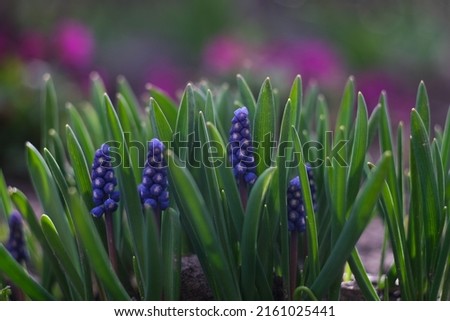 Group of blue flowers in bright sunlight, spring background with grape hyacinth blooming in springtime garden, Muscari armeniacum bluebells. 