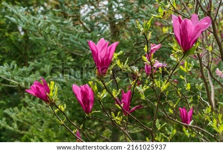 Beautiful large purple flowers Magnolia Susan (Magnolia liliiflora x Magnolia stellata). Beautiful blooming in spring garden. Selective focus. Nature concept for design. Place for your text.