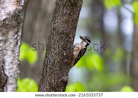 The hairy woodpecker (Leuconotopicus villosus). Natural scene from Wisconsin state park during nesting.