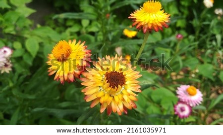 Beautiful Nature sunflower Picture in Lahore cent 