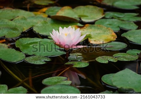 Pink lotuses bloom on an ornamental pond in the garden. Lotus flower Marliacea Rosea or pink water Lily lat. Nymphaea. Floral natural background. Bright sunlight.One flower close-up in selective focus