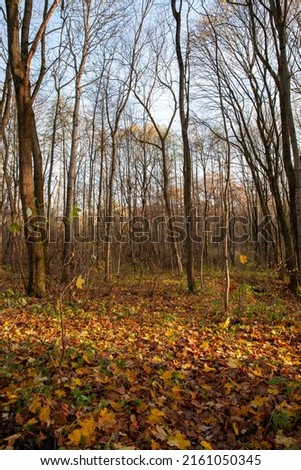 autumn trees during leaf fall, changes in nature during the autumn season