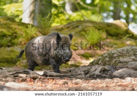 Sus scrofa. Beautiful portrait of a wild boar in the nature habitat. Royalty-Free Stock Photo #2161057119