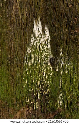 Brown wood background. Wooden plank of a tree trunk close-up with signs of aging and remnants of white lime and green moss. High quality photo
