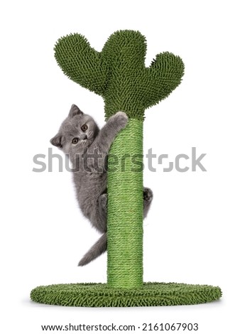 Cute little blue tortie British Shorthair cat kitten with adorable colored toes, climbing in green cactus shaped scratching pole. Looking straight to camera. Isolated on a white background. Royalty-Free Stock Photo #2161067903