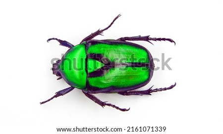 Green beetle isolated on white. Metall green flower beetle Rhomborrhina gigantea from Malaysia close up. Cetoniidae. Collection beetles. Coleoptera. Entomology Royalty-Free Stock Photo #2161071339