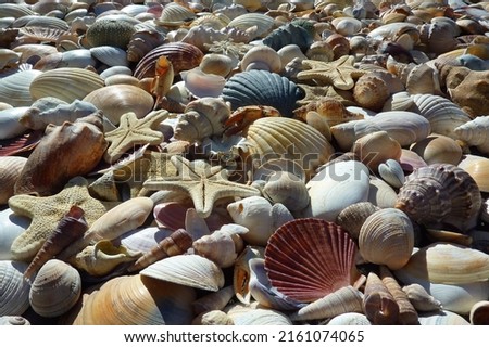 Shells founded in New Zealand