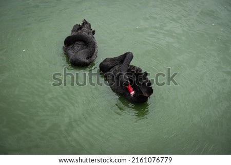 Black swan red mount on the lake