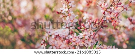 Nature background. Pink blossom tree. Spring Flowers. Beautiful abstract background. Springtime.