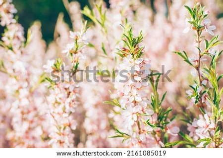Nature background. Pink blossom tree. Spring Flowers. Beautiful abstract background. Springtime.