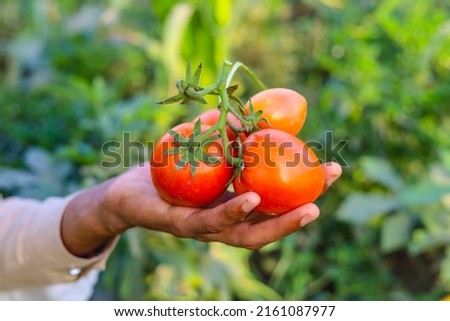 Close up of bunch of red tomatoes on hand. Tomatoe isolated on hand. Bunch of tomatoes on hand. Red riped tomatoes on hand. Tomatoes farming in Pakistan and India. With selective focus on subject. Royalty-Free Stock Photo #2161087977