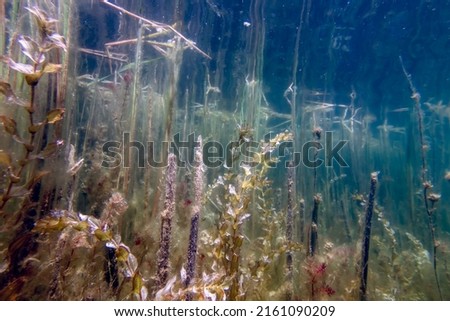 Underwater Freshwater Flora, Underwater Landscape, Underwater Flora Royalty-Free Stock Photo #2161090209