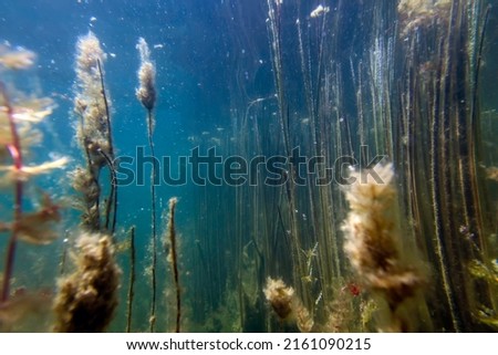 Underwater Freshwater Flora, Underwater Landscape, Underwater Flora Royalty-Free Stock Photo #2161090215
