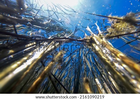 Underwater Freshwater Flora, Underwater Landscape, Underwater Flora Royalty-Free Stock Photo #2161090219