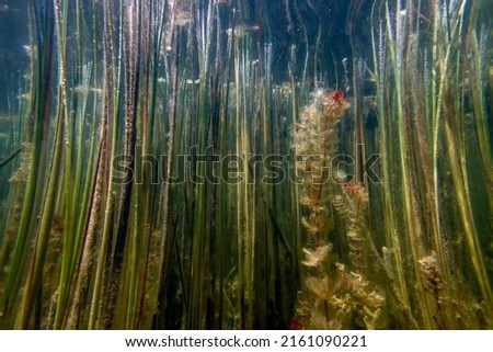 Underwater Freshwater Flora, Underwater Landscape, Underwater Flora Royalty-Free Stock Photo #2161090221