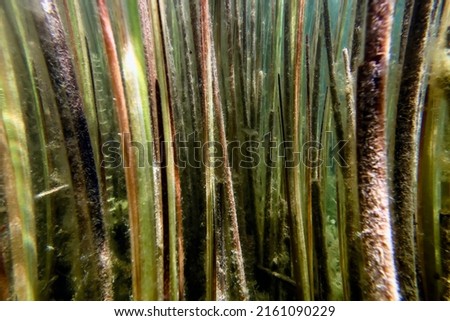Underwater Freshwater Flora, Underwater Landscape, Underwater Flora Royalty-Free Stock Photo #2161090229