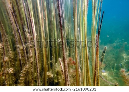 Underwater Freshwater Flora, Underwater Landscape, Underwater Flora Royalty-Free Stock Photo #2161090231