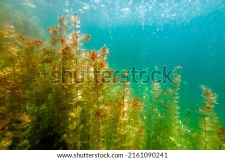 Underwater Freshwater Flora, Underwater Landscape, Underwater Flora Royalty-Free Stock Photo #2161090241