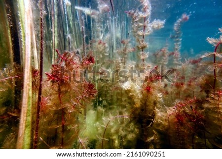 Underwater Freshwater Flora, Underwater Landscape, Underwater Flora Royalty-Free Stock Photo #2161090251