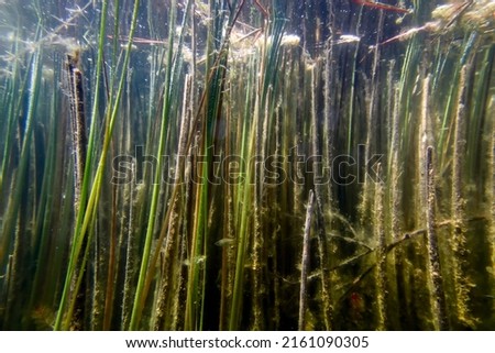 Underwater Freshwater Flora, Underwater Landscape, Underwater Flora Royalty-Free Stock Photo #2161090305