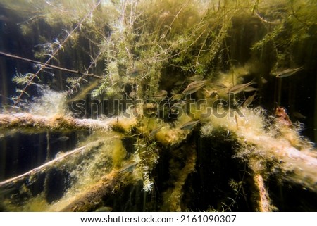 Underwater Freshwater Flora, Underwater Landscape, Underwater Flora Royalty-Free Stock Photo #2161090307