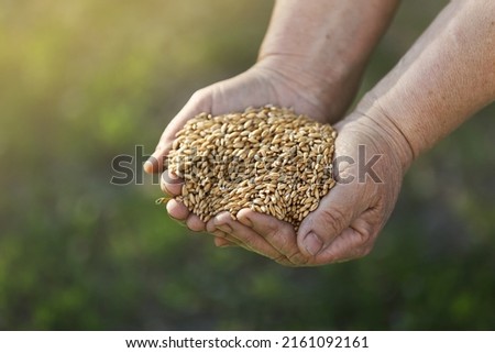 Wheat grains fall from old hand in the wheat field at the golden hour time. Concept of the peace. Close Up Nature Photo Idea Of A Rich Harvest