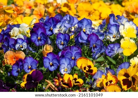 Sydney Australia, flowerbed of bright pansies on a sunny day