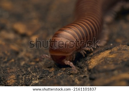Details of a brown millipede on a tree Royalty-Free Stock Photo #2161101837