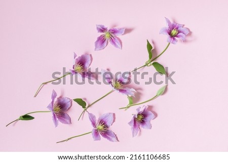 Lovely pink clematis flowers on a pink background. Spring or summer floral creative layout with  flowers.