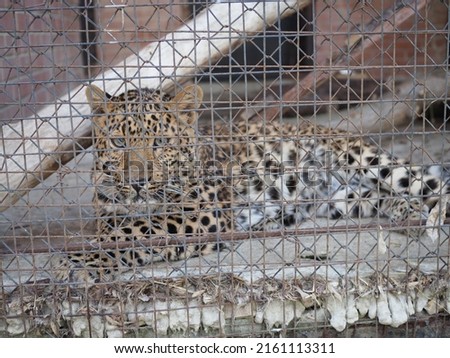 Leopard caged in the zoo looking out from behind bars