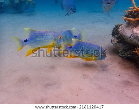 An underwater photo of a Sailfin Snapper  swimming among the rock and coral reef.