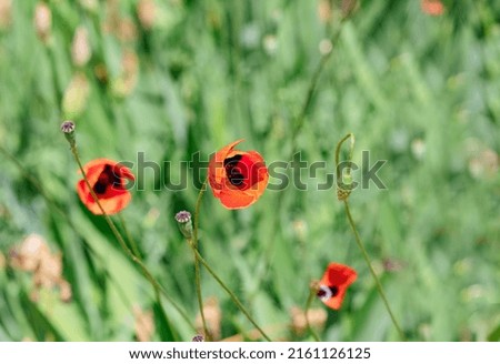 Poppy flowers in garden, early spring on a warm sunny day. Spring flowers