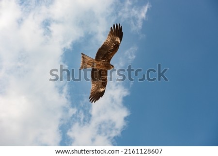 Black kite eagle flying graceful at blue sky clouds.