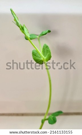 Young pea sprout isolated on white background Royalty-Free Stock Photo #2161133155
