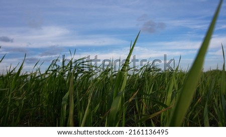 Green grass, young wheat greens against a blue sky background
