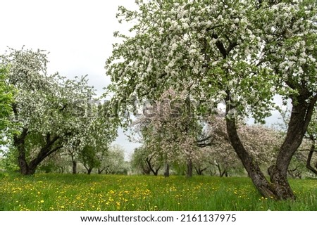 Blooming apple trees. White flowers on apple trees in garden. Spring garden with blooming plants.
