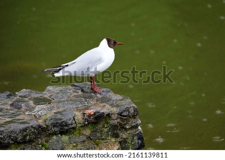 Seagull sitting on a stones on lake coast, rain in summer park