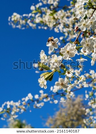 Cherry blossoms against the blue sky. Where is the bee?