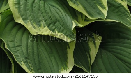 Green leaves texture background. Natural background and wallpaper
