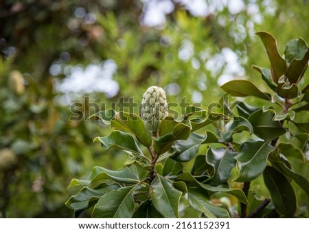 green magnolia fruit. High quality photo