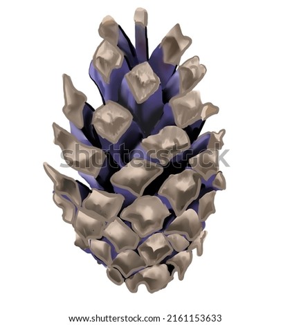 pine cone botanical watercolor illustration 