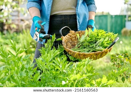 Spicy herb lovage, woman's hands with secateurs cutting harvest levisticum officinale Royalty-Free Stock Photo #2161160563