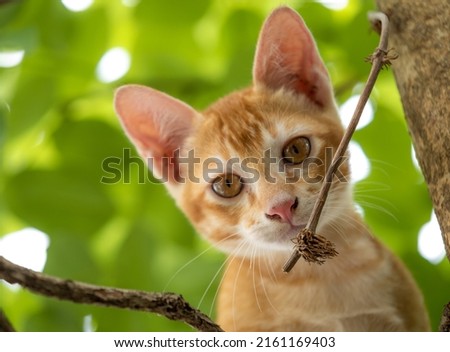 close up on little kitten is lying on the tree,The eyes of mammal are looking.

 Royalty-Free Stock Photo #2161169403