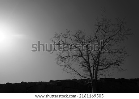 early spring season photography. black silhouette of alone tree isolated on blue sunny sky background. sunlight. backlit.